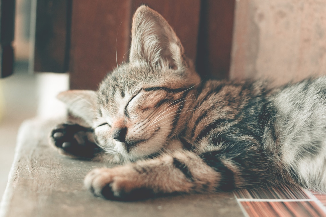 Available Cats